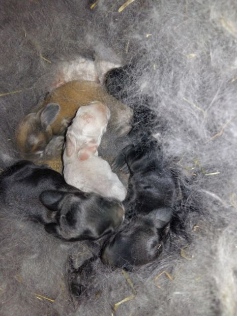 Ce culoare este cel cu nasul maro? - Cuib 09-04-2017