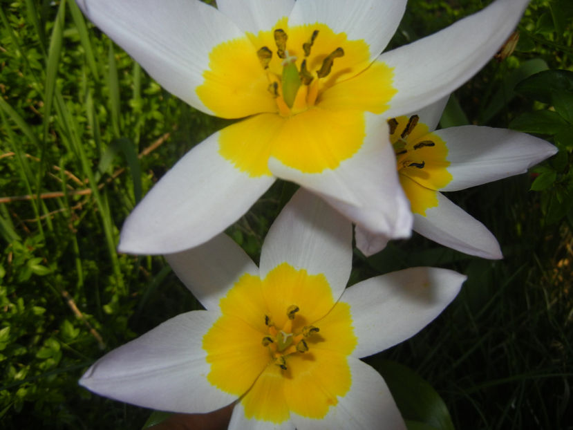 Tulipa Lilac Wonder (2017, April 13) - Tulipa Lilac Wonder