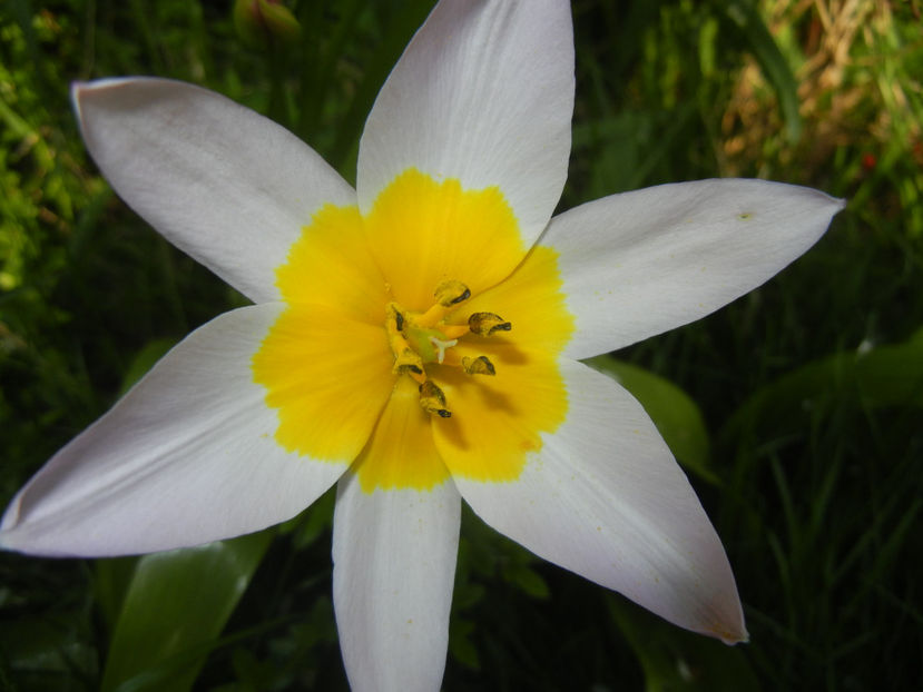 Tulipa Lilac Wonder (2017, April 13) - Tulipa Lilac Wonder