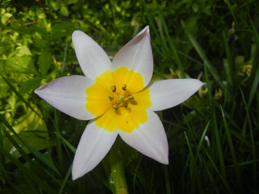 Tulipa Lilac Wonder (2017, April 13) - Tulipa Lilac Wonder