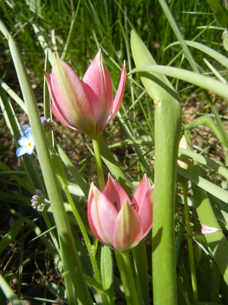 Tulipa Little Beauty (2017, April 13) - Tulipa Little Beauty