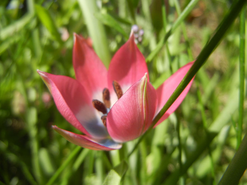 Tulipa Little Beauty (2017, April 13) - Tulipa Little Beauty