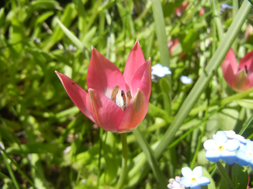 Tulipa Little Beauty (2017, April 13) - Tulipa Little Beauty