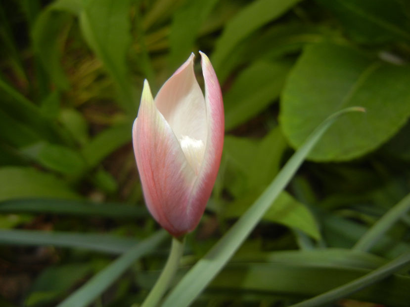 Tulipa Peppermint Stick (2017, April 13) - Tulipa Peppermint Stick