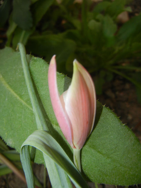 Tulipa Peppermint Stick (2017, April 13) - Tulipa Peppermint Stick