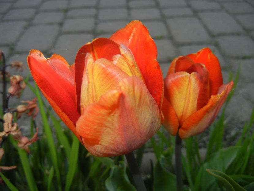 Tulipa Cairo (2017, April 11) - Tulipa Cairo