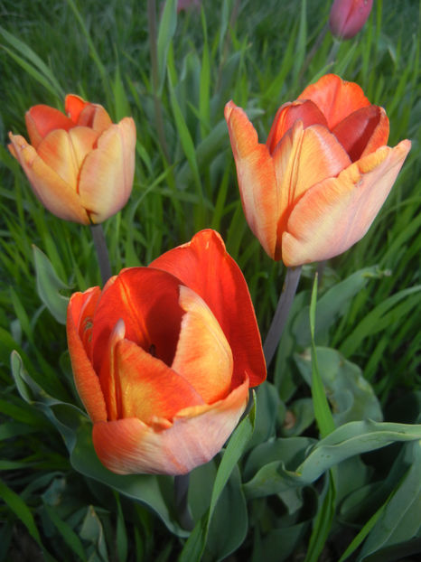 Tulipa Cairo (2017, April 11) - Tulipa Cairo