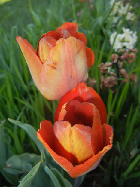 Tulipa Cairo (2017, April 11) - Tulipa Cairo
