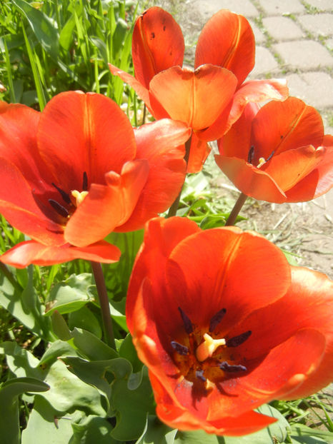 Tulipa Cairo (2017, April 13) - Tulipa Cairo