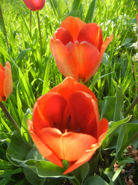 Tulipa Cairo (2017, April 13) - Tulipa Cairo