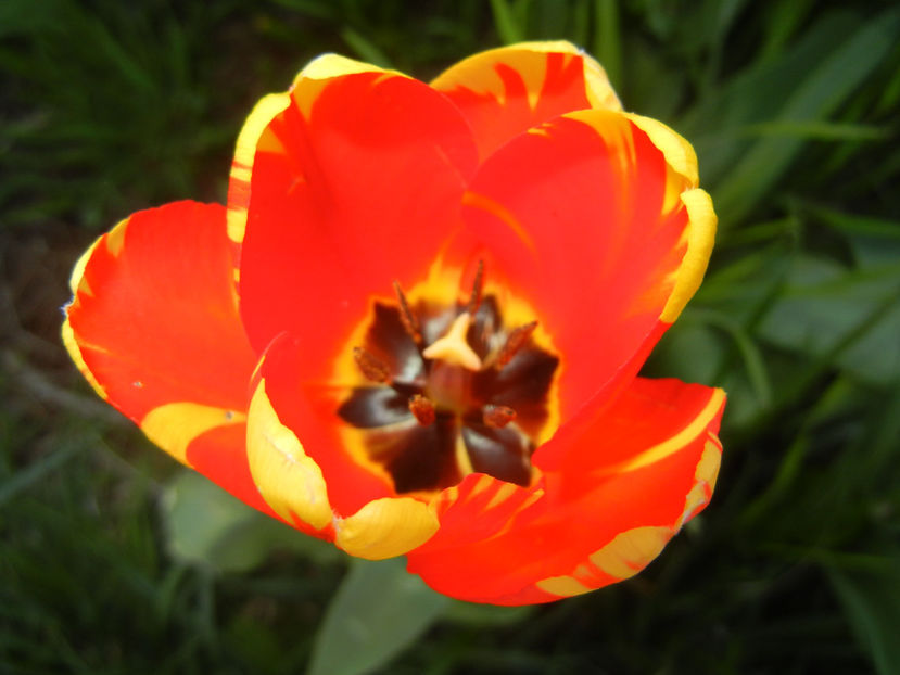 Tulipa Banja Luka (2017, April 11) - Tulipa Banja Luka