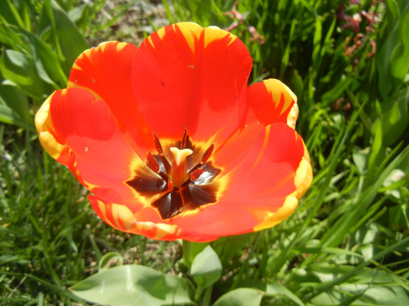 Tulipa Banja Luka (2017, April 13) - Tulipa Banja Luka