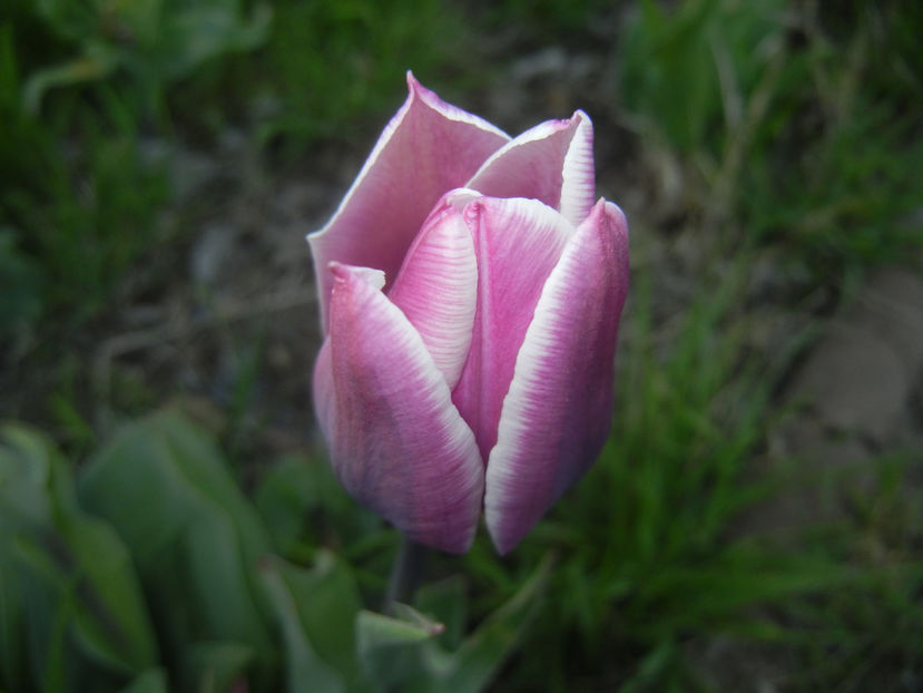 Tulipa Synaeda Blue (2016, April 11) - Tulipa Synaeda Blue