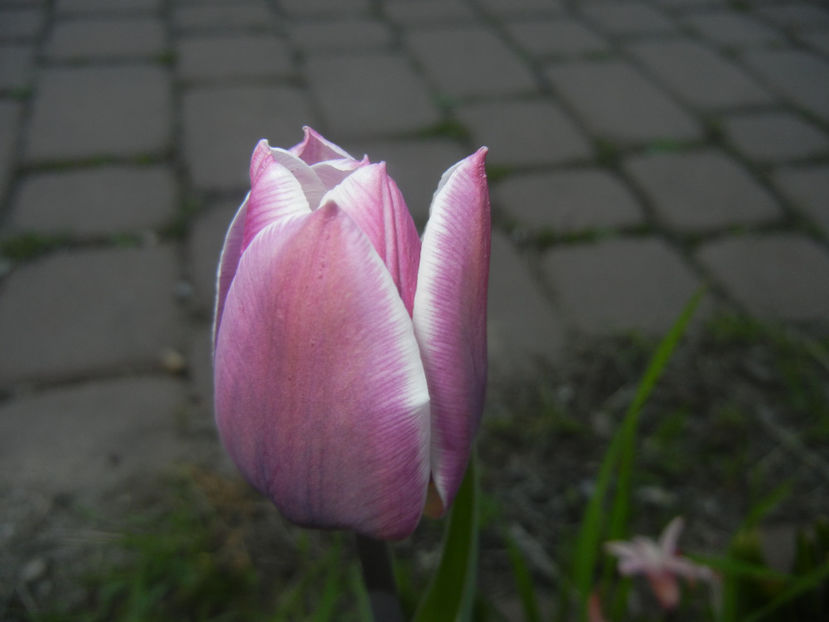 Tulipa Synaeda Blue (2016, April 11) - Tulipa Synaeda Blue