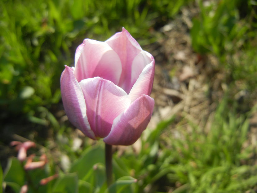 Tulipa Synaeda Blue (2016, April 13) - Tulipa Synaeda Blue