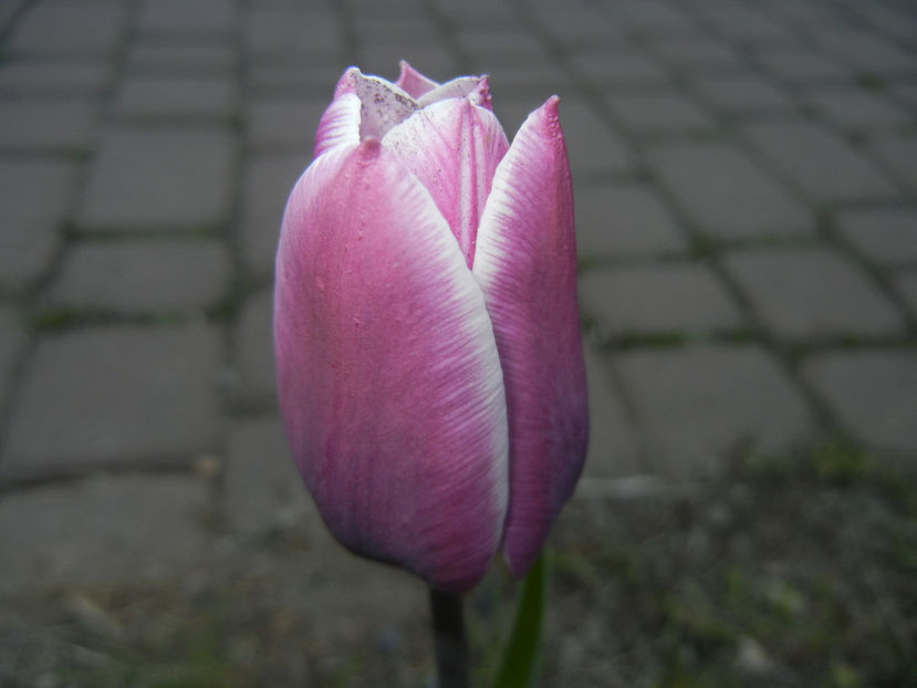 Tulipa Synaeda Blue (2016, April 13) - Tulipa Synaeda Blue