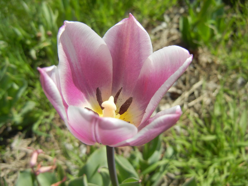 Tulipa Synaeda Blue (2016, April 13) - Tulipa Synaeda Blue