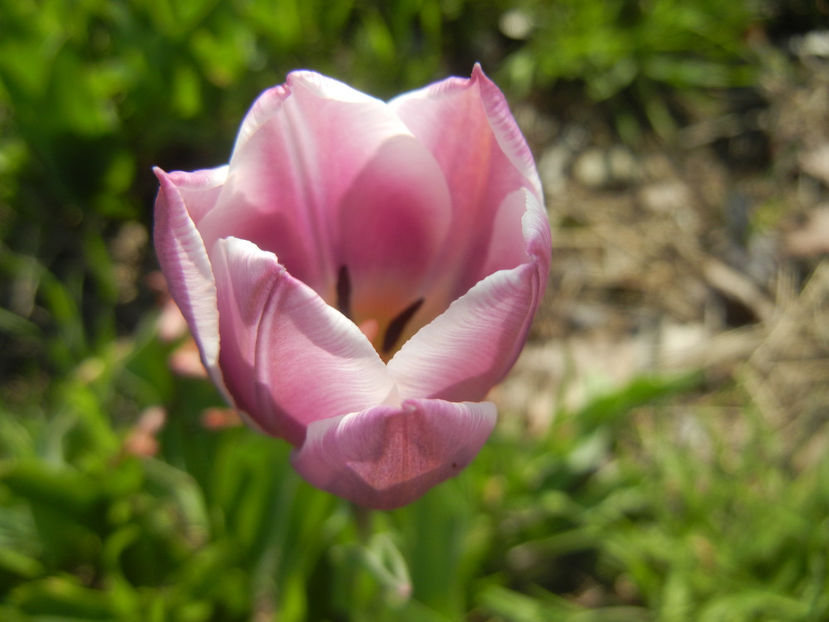 Tulipa Synaeda Blue (2016, April 13) - Tulipa Synaeda Blue