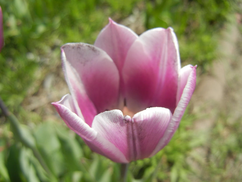 Tulipa Synaeda Blue (2016, April 13) - Tulipa Synaeda Blue