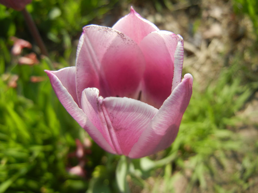 Tulipa Synaeda Blue (2016, April 13) - Tulipa Synaeda Blue