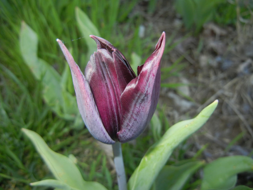 Tulipa Havran (2017, April 11) - Tulipa Havran