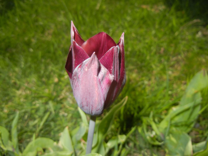 Tulipa Havran (2017, April 13) - Tulipa Havran