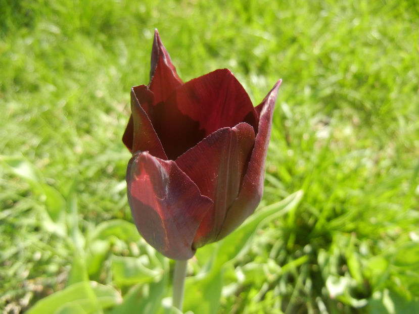 Tulipa Havran (2017, April 13) - Tulipa Havran