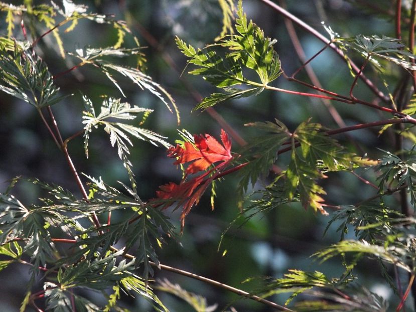 Acer palmatum Seiryu 2 oct 2016 - 2016 - My messy garden