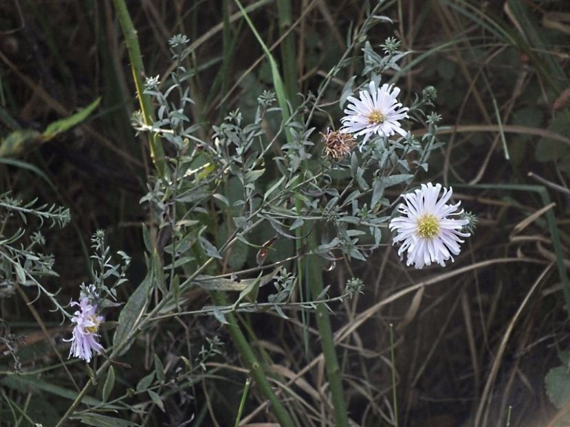 Aster Fellowship 2 oct 2016 - 2016 - My messy garden