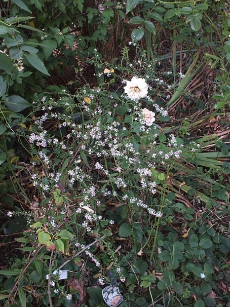 Aster Lady in Black 2 oct 2016e - 2016 - My messy garden