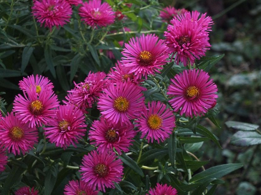 Aster necunoscut 2 oct 2016d - 2016 - My messy garden