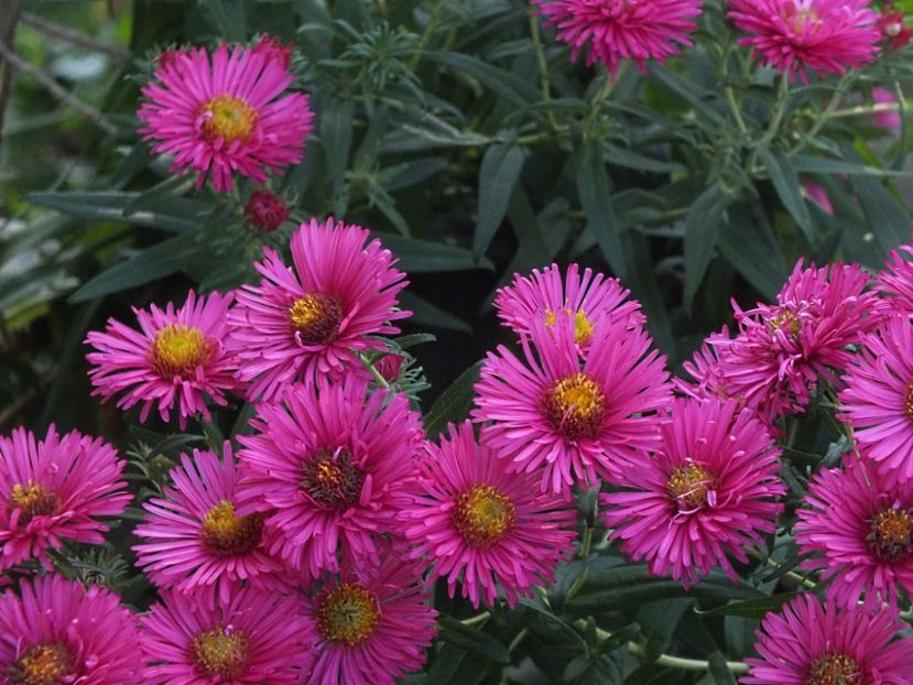 Aster necunoscut 2 oct 2016e - 2016 - My messy garden