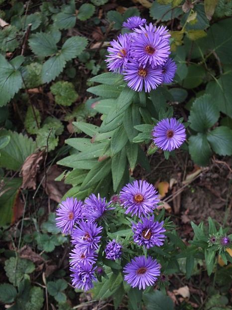 Aster Purple Dome 2 oct 2016 - 2016 - My messy garden