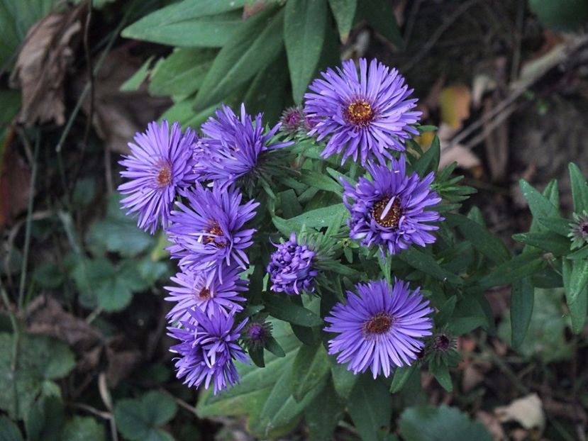 Aster Purple Dome 2 oct 2016a - 2016 - My messy garden