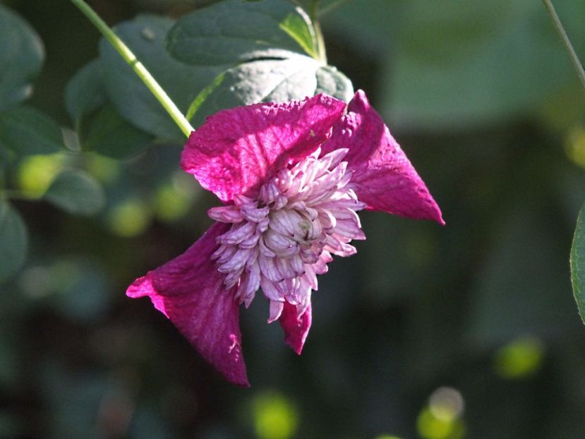 Clematita Avantgarde 2 oct 2016 - 2016 - My messy garden
