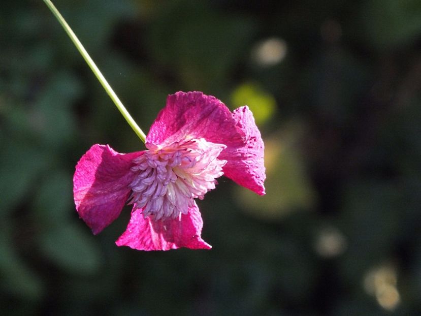 Clematita Avantgarde 2 oct 2016b - 2016 - My messy garden
