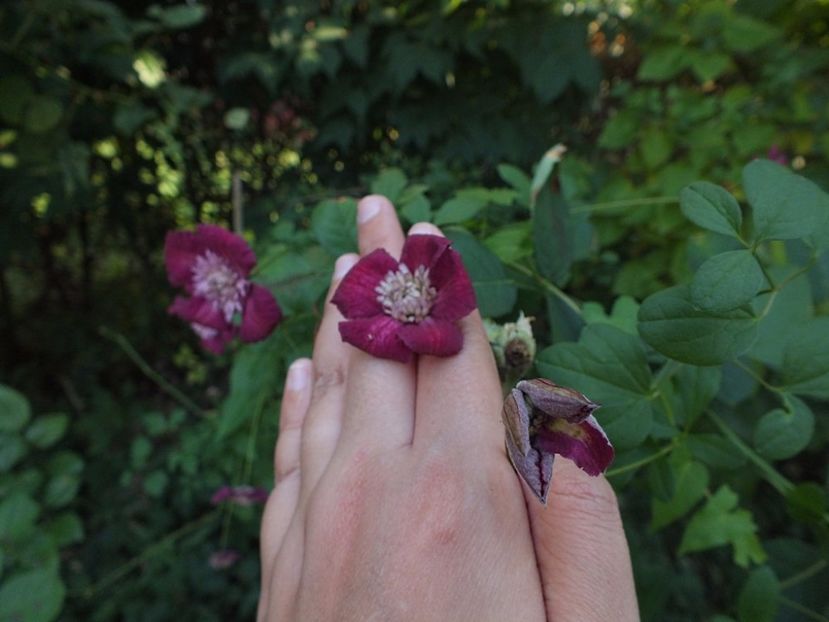 Clematita Avantgarde 2 oct 2016c - 2016 - My messy garden