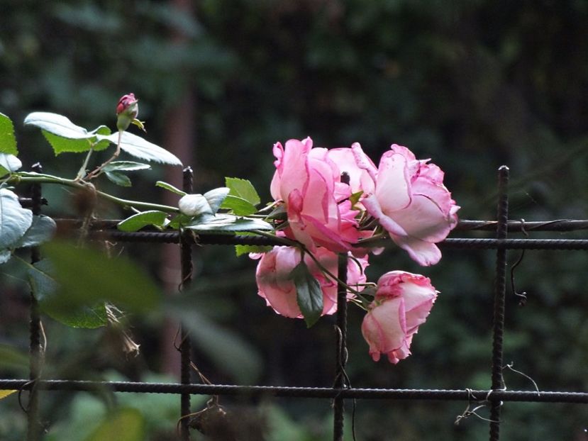 Harlekin 2 oct 2016 - 2016 - My messy garden