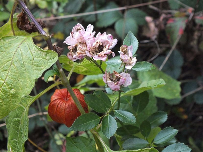 Papalau si trandafir Fairy trecut 2 oct2016 - 2016 - My messy garden