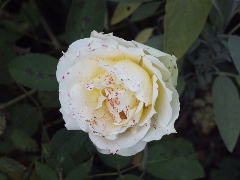 Trandafir Jalitah 2 oct 2016a - 2016 - My messy garden