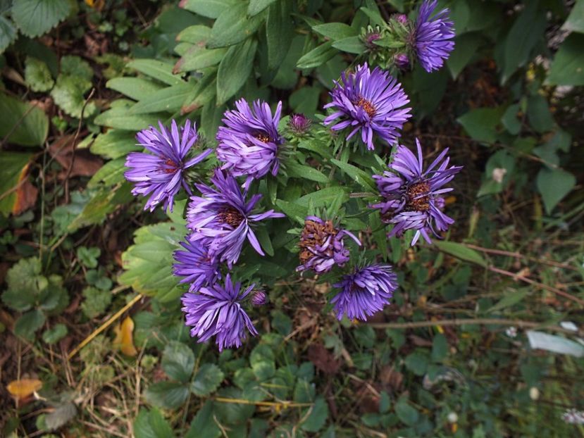 Aster Purple Dome 7 oct 2016b - 2016 - My messy garden