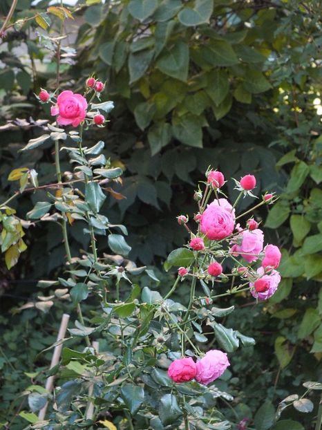 Trandafir Pomponella 7 oct 2016 - 2016 - My messy garden