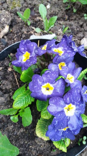  - Primavara lui Aprilie