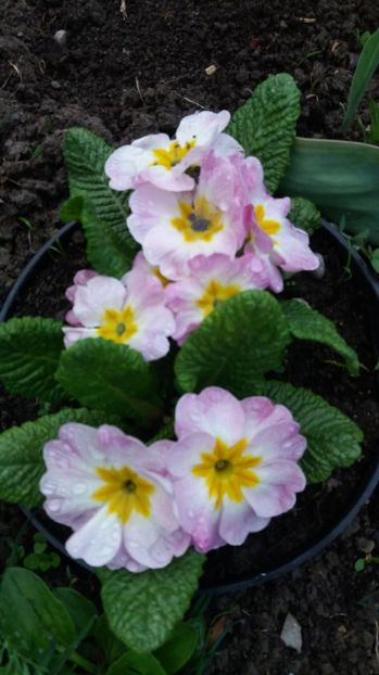  - Primavara lui Aprilie