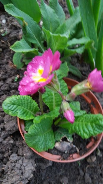  - Primavara lui Aprilie