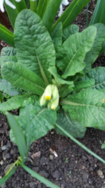  - Primavara lui Aprilie