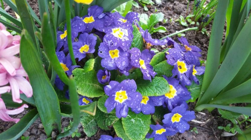  - Primavara lui Aprilie