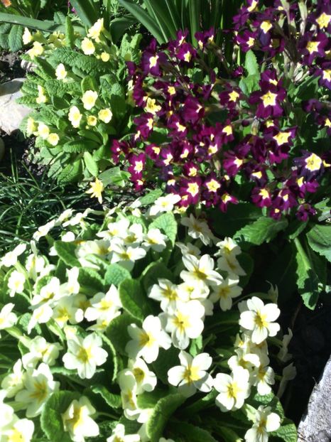 primule - 01-Flori din curtea mea 2017