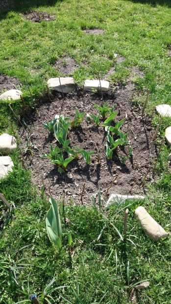 IMG-20170411-WA0061 - 000000000000001   GRADINA MEA