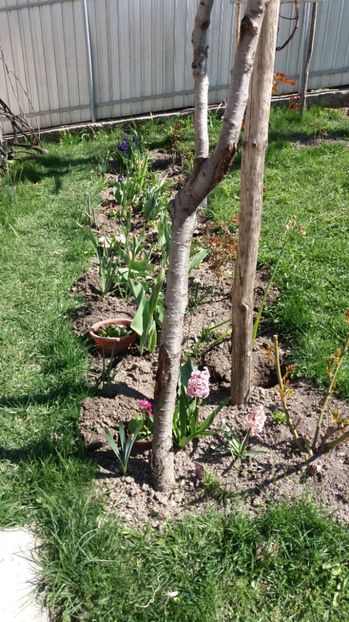 IMG-20170411-WA0047 - 000000000000001   GRADINA MEA